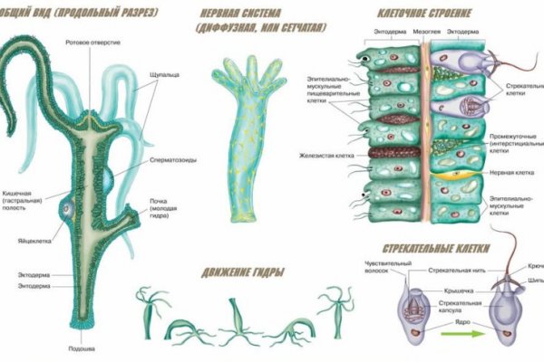Официальный сайт kraken kraken clear com